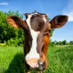 Calf of cow on background of trees