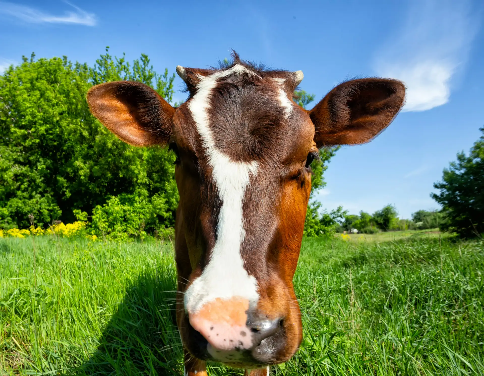 Calf of cow on background of trees